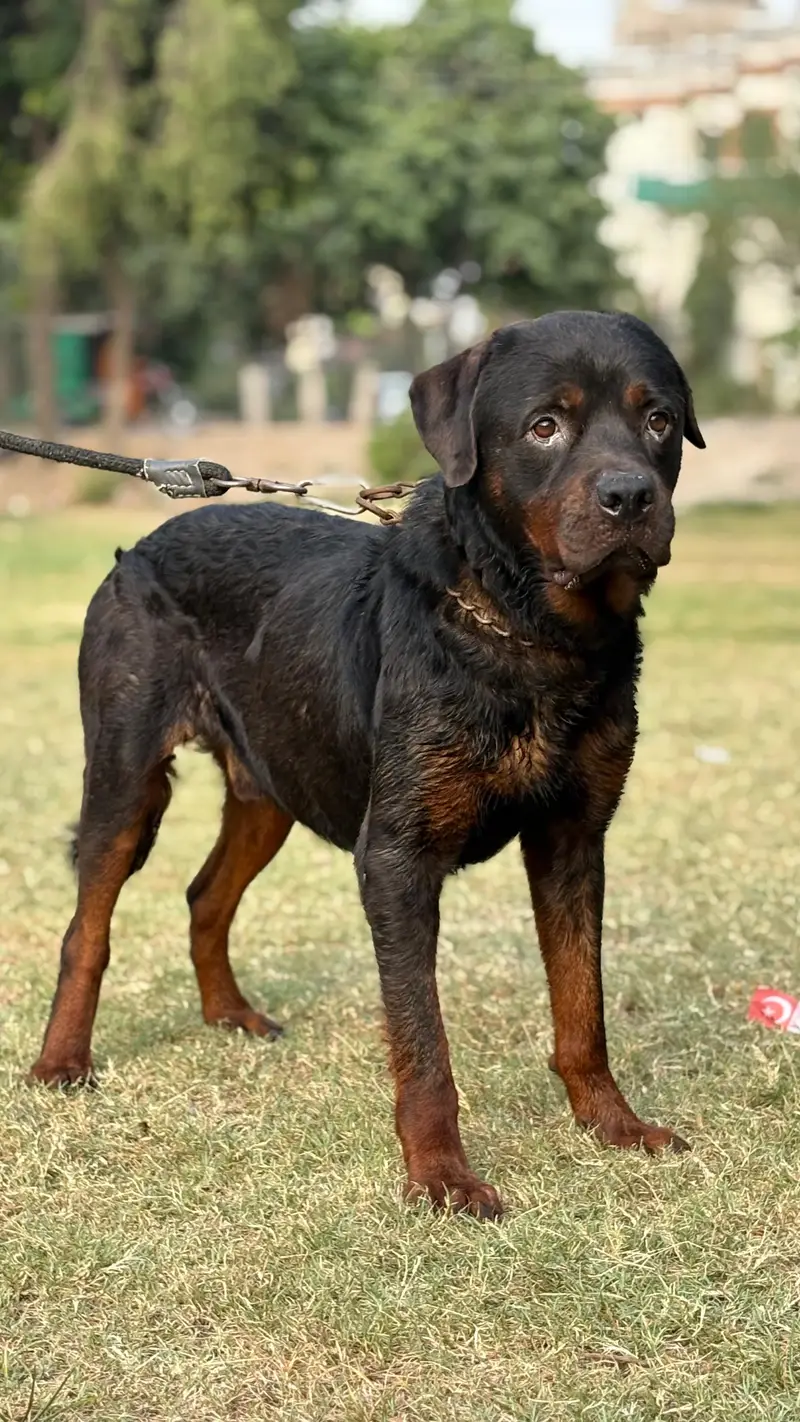 rottweiler Male confirm stud available for sale just need money fully — photo 2