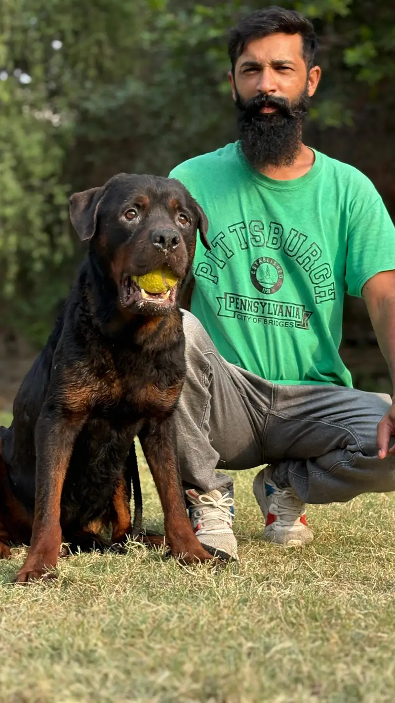 rottweiler Male confirm stud available for sale just need money fully — photo 3
