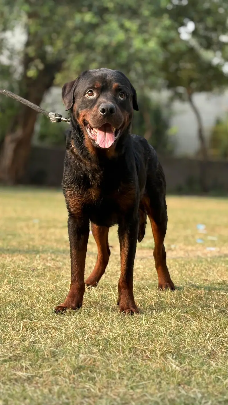 rottweiler Male confirm stud available for sale just need money fully — photo 4