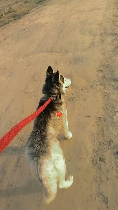 Siberian husky