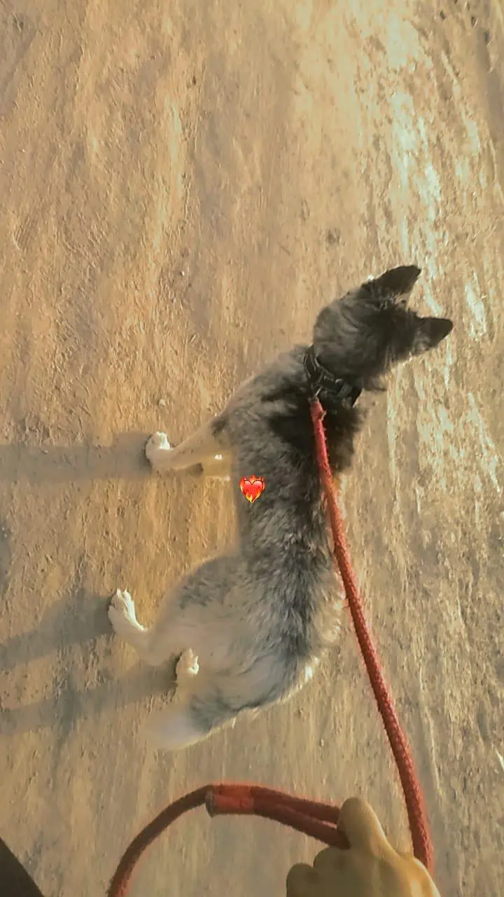 Siberian husky — photo 2