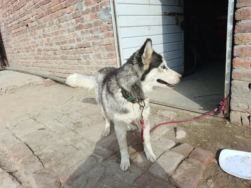 Siberian husky — photo 3