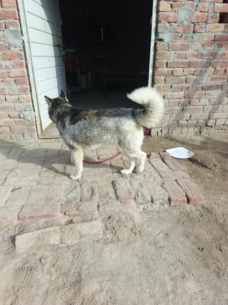 Siberian husky — photo 4