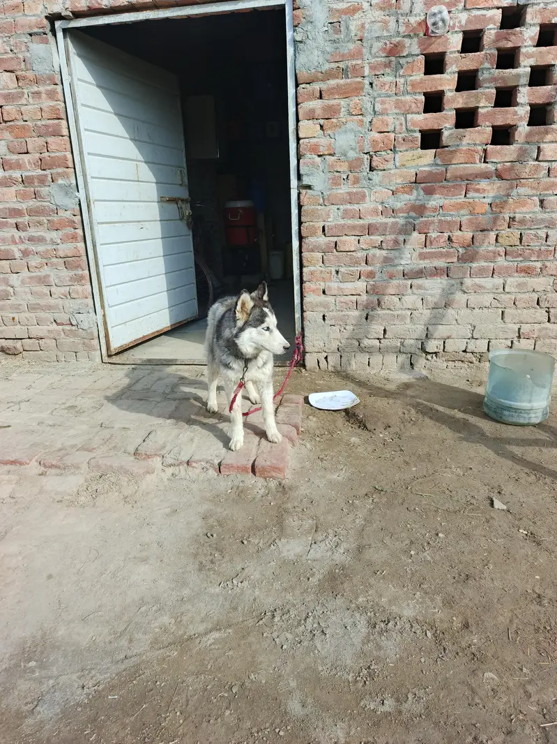Siberian husky — photo 5