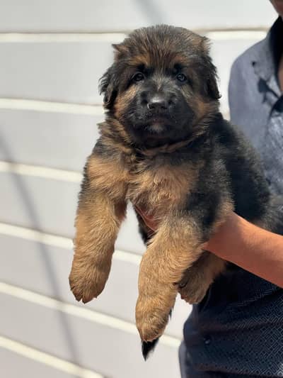 German shepherd puupies for sale