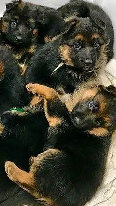 German shepherd puupies for sale — photo 2