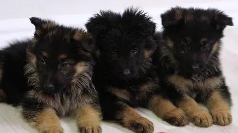 German shepherd puupies for sale — photo 3