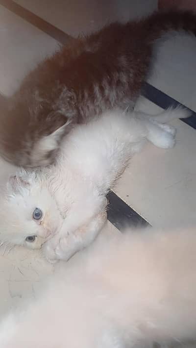 SALE CAT WITH 4 KITTENS