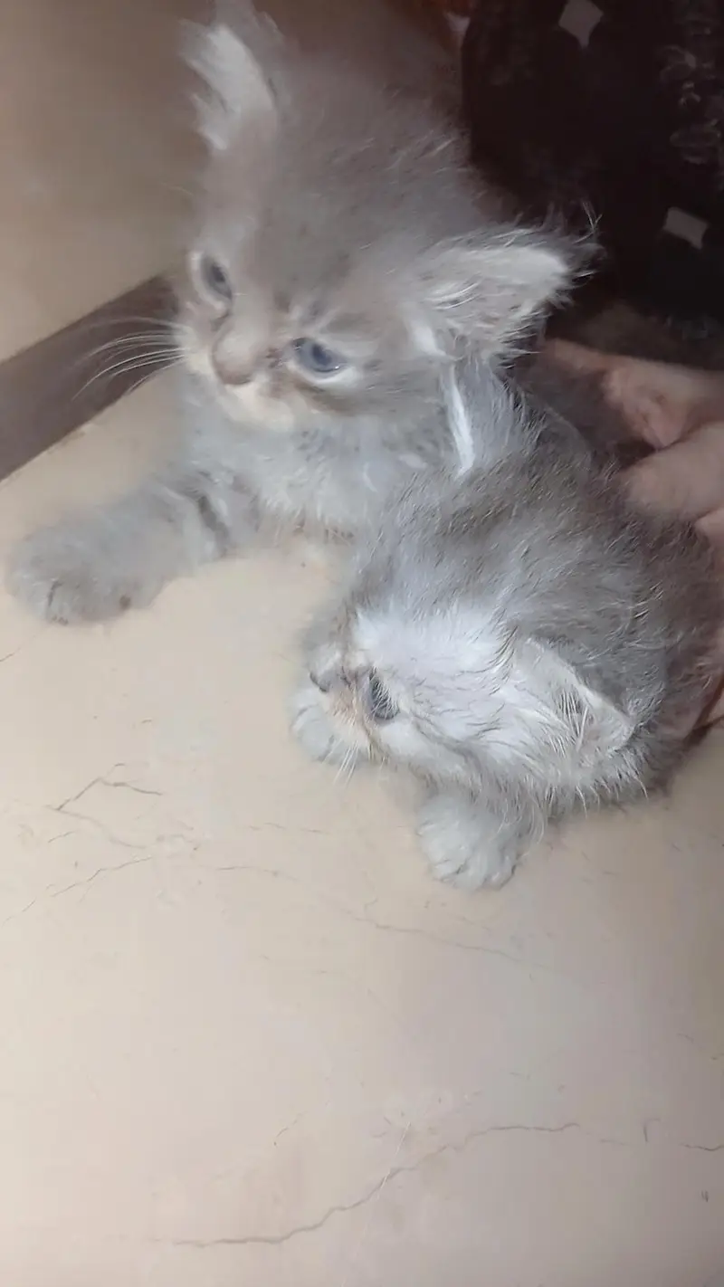 SALE CAT WITH 4 KITTENS — photo 3
