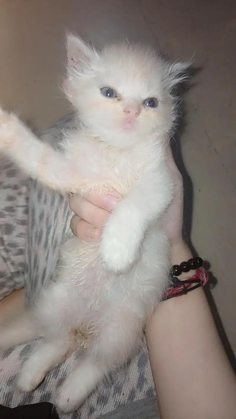 SALE CAT WITH 4 KITTENS — photo 4