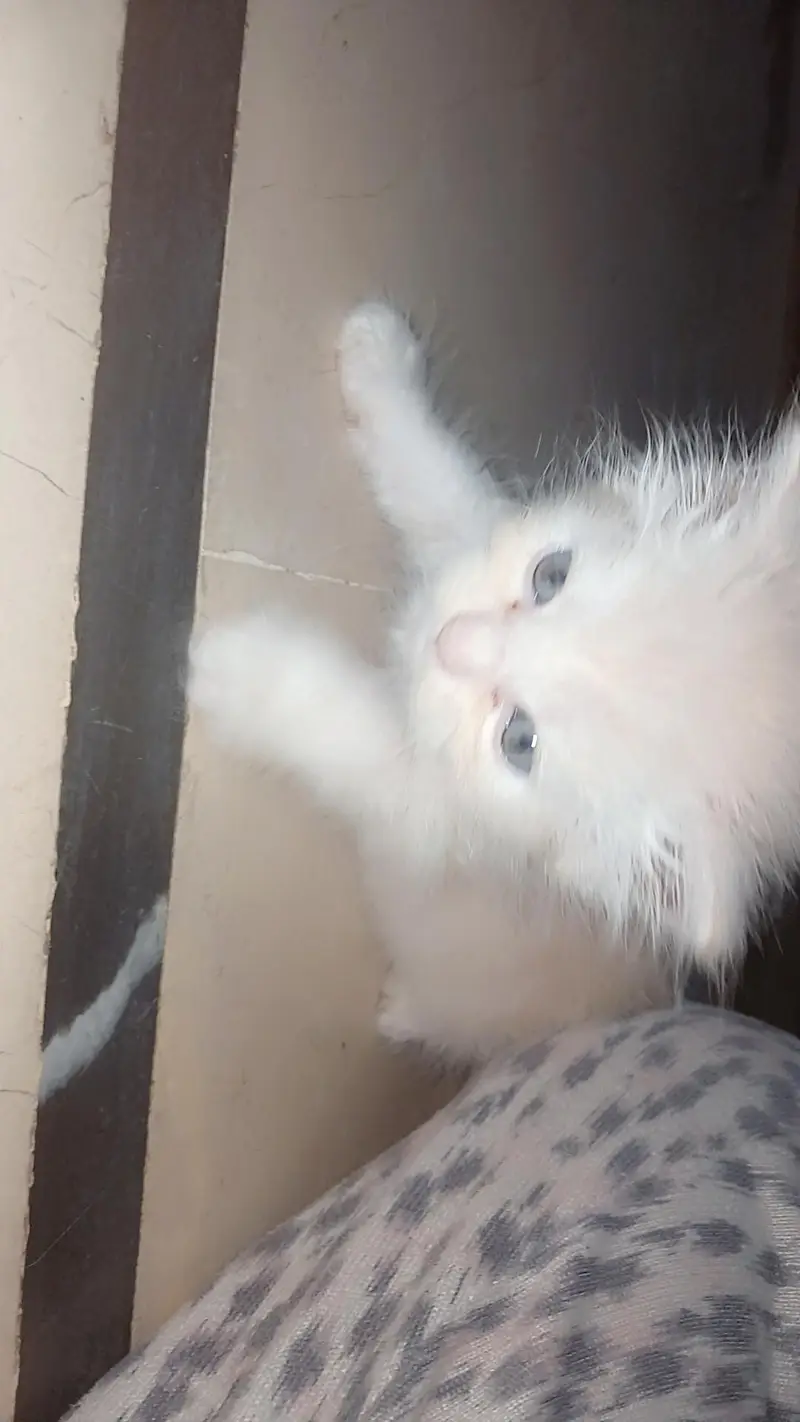 SALE CAT WITH 4 KITTENS — photo 5