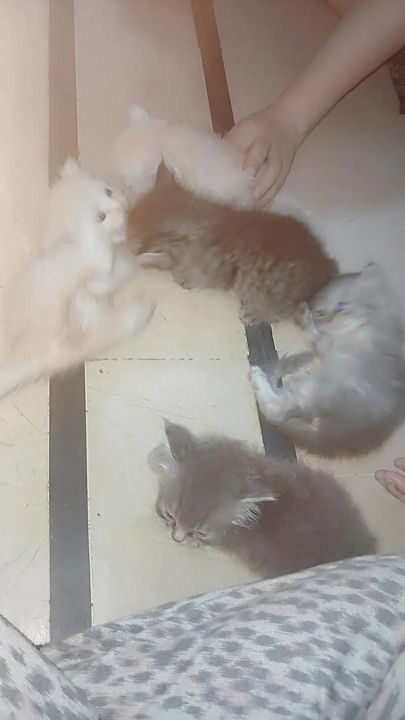 SALE CAT WITH 4 KITTENS — photo 6
