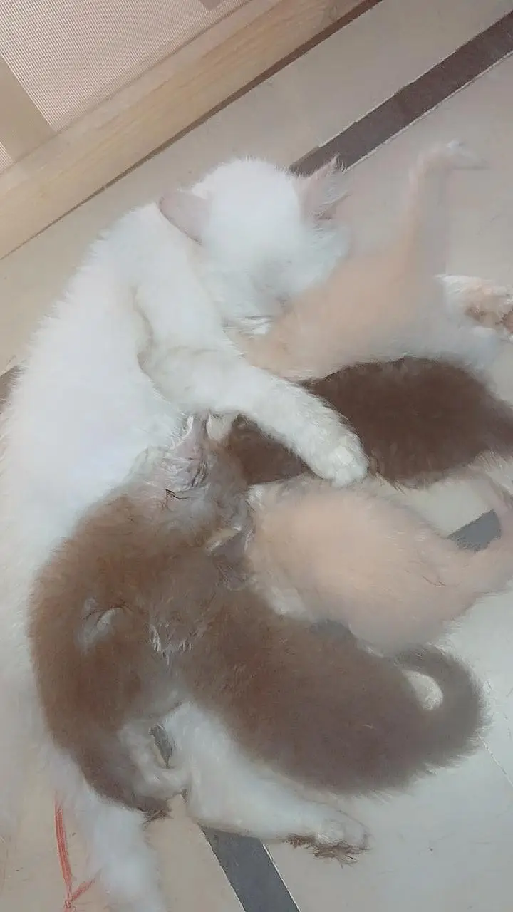 SALE CAT WITH 4 KITTENS — photo 7