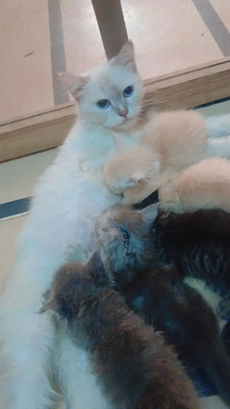 SALE CAT WITH 4 KITTENS — photo 8