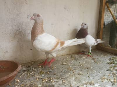 pigeon