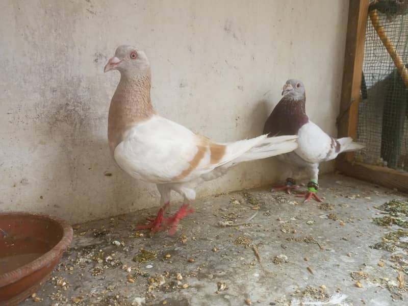 pigeon 0