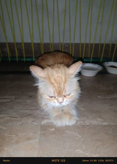PERSIAN CAT [FOR SELL]