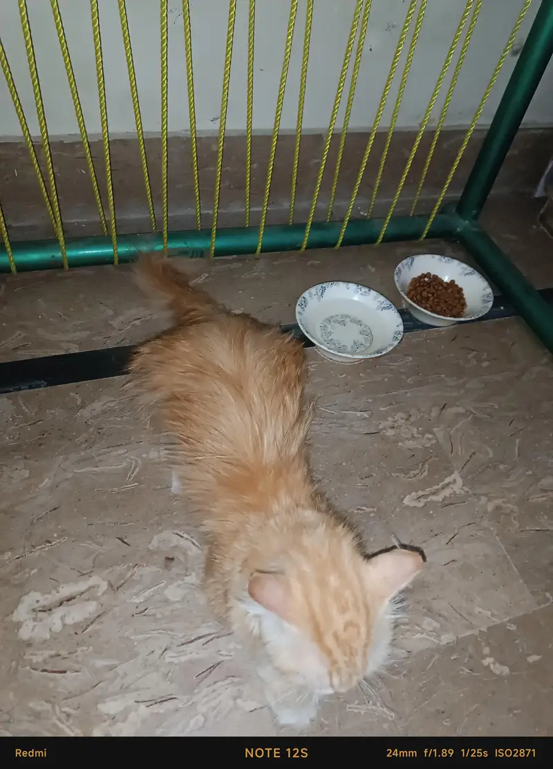 PERSIAN CAT [FOR SELL] — photo 2