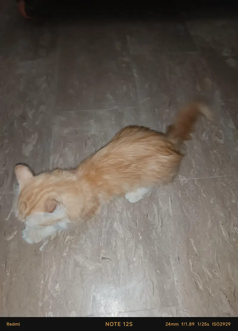 PERSIAN CAT [FOR SELL] — photo 3