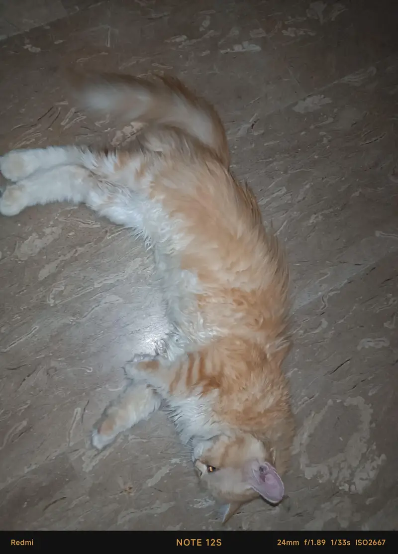 PERSIAN CAT [FOR SELL] — photo 4