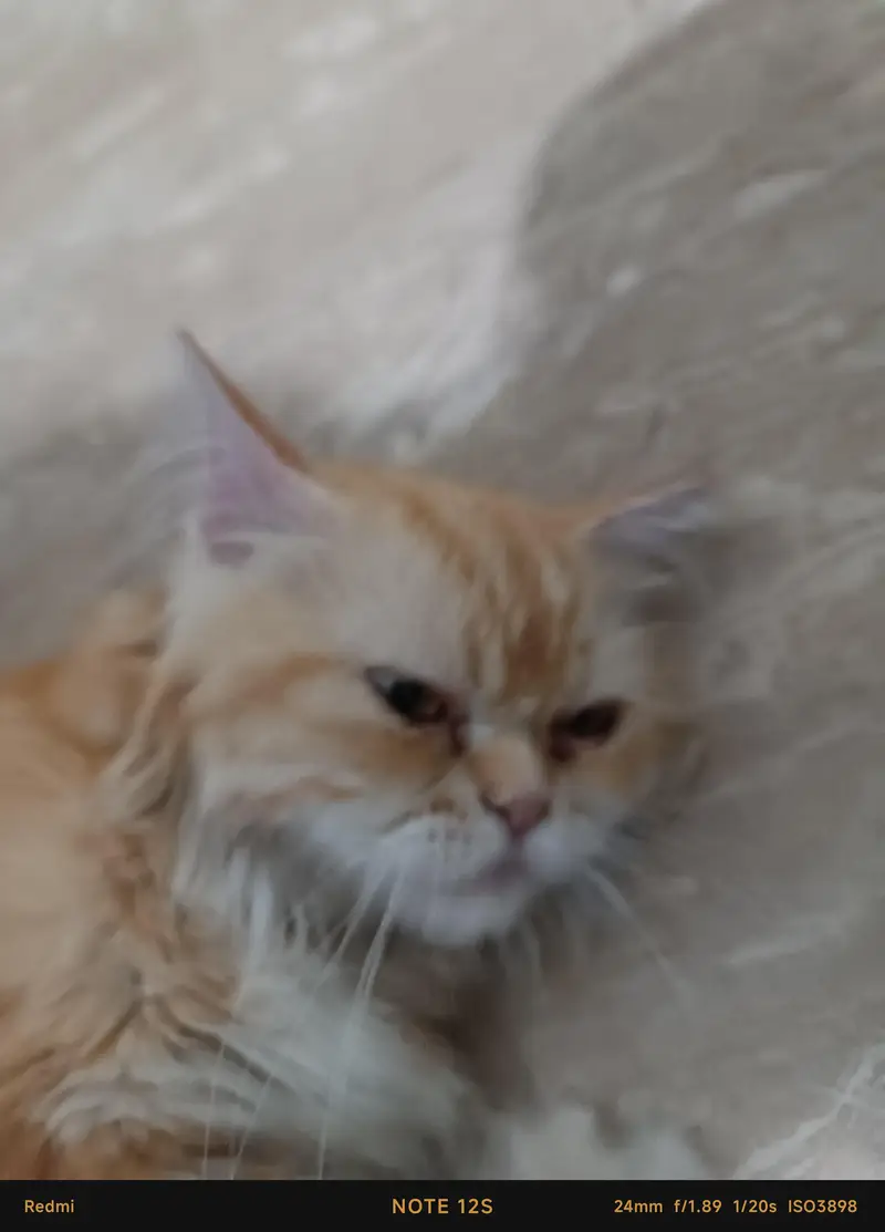PERSIAN CAT [FOR SELL] — photo 5