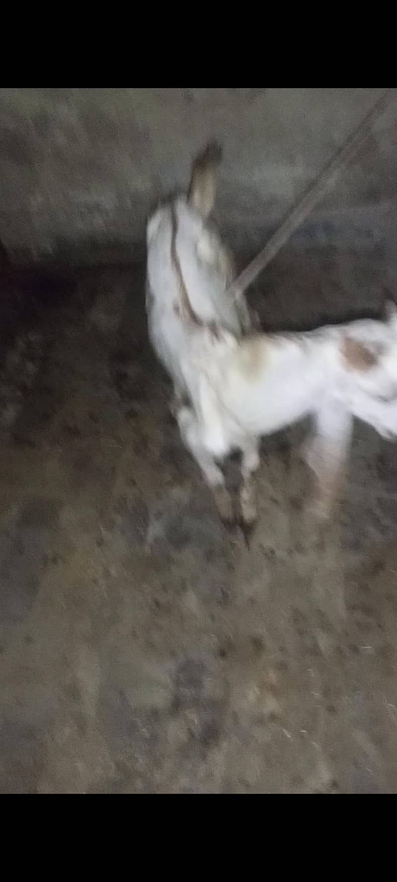 making cheeni breed 0