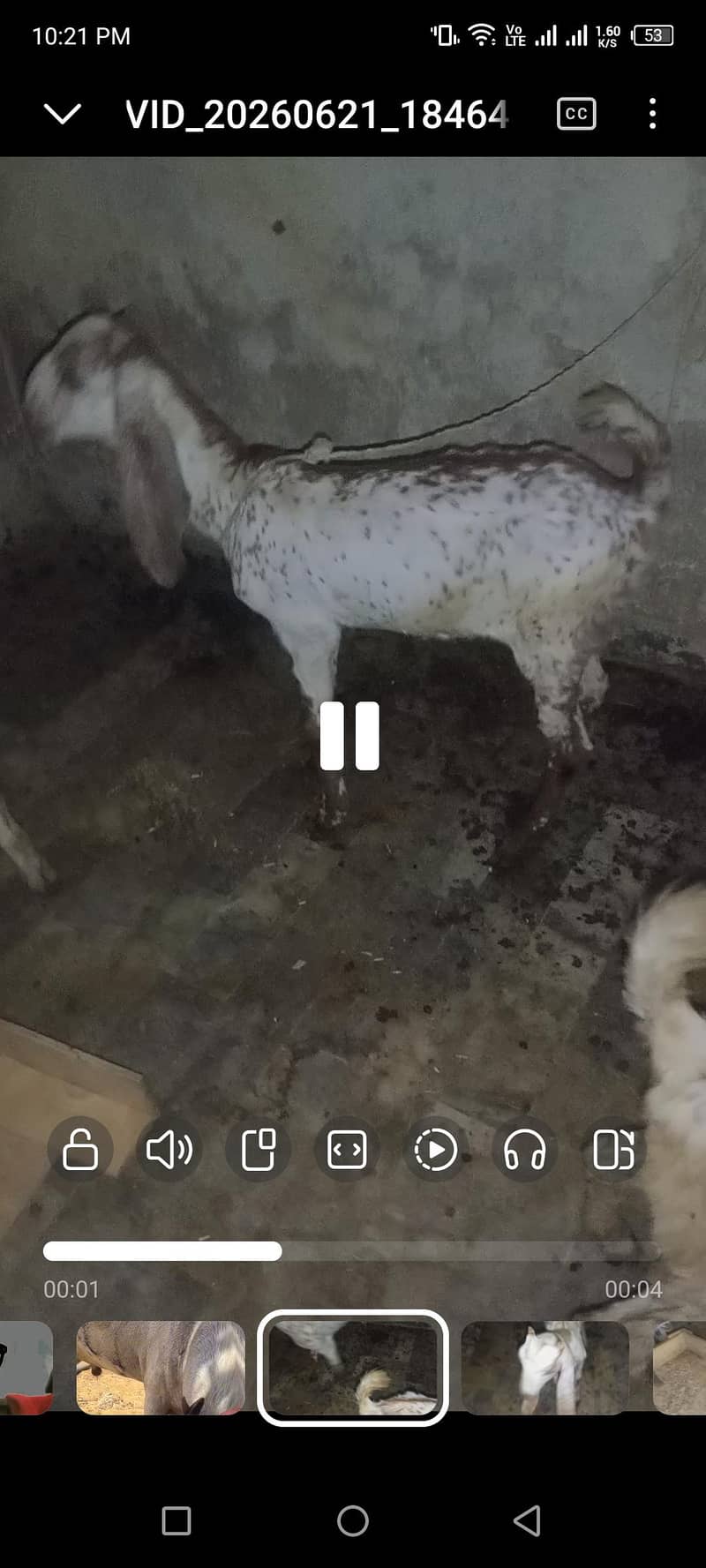 making cheeni breed 1
