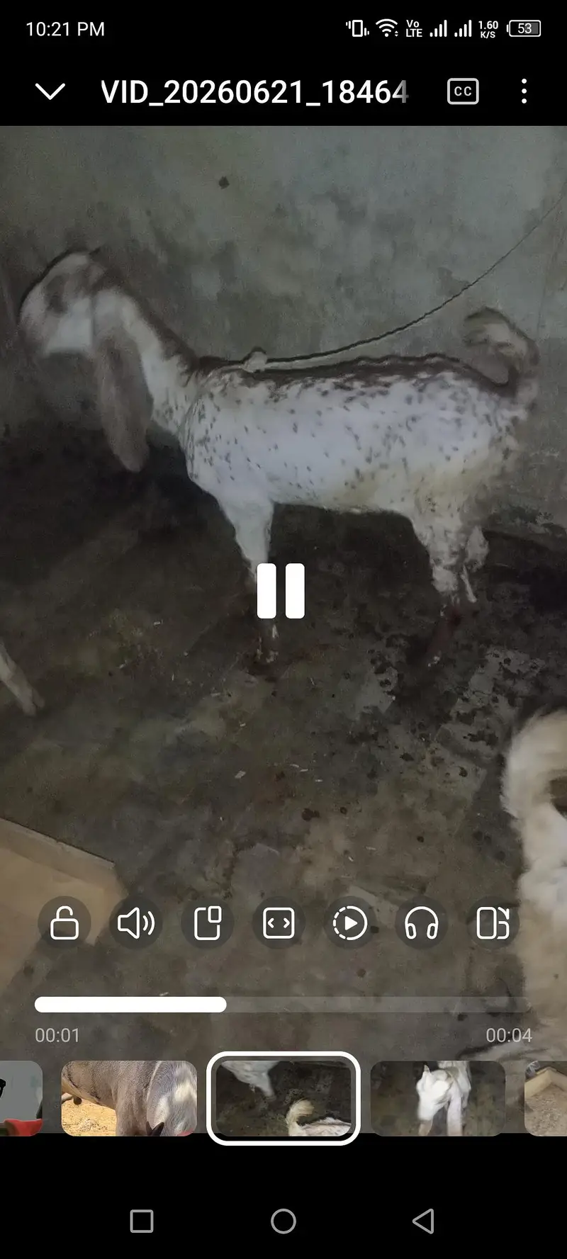 making cheeni breed — photo 2