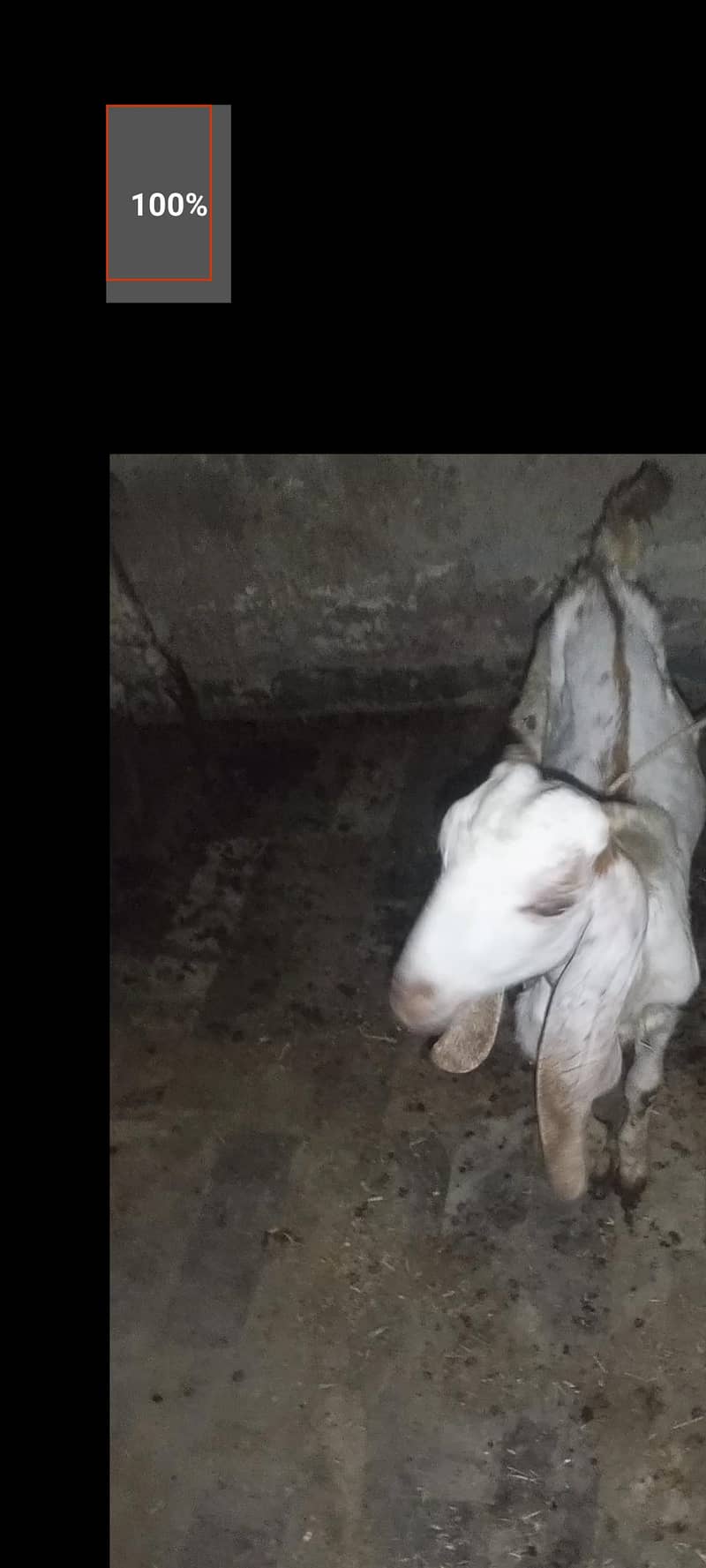 making cheeni breed 2