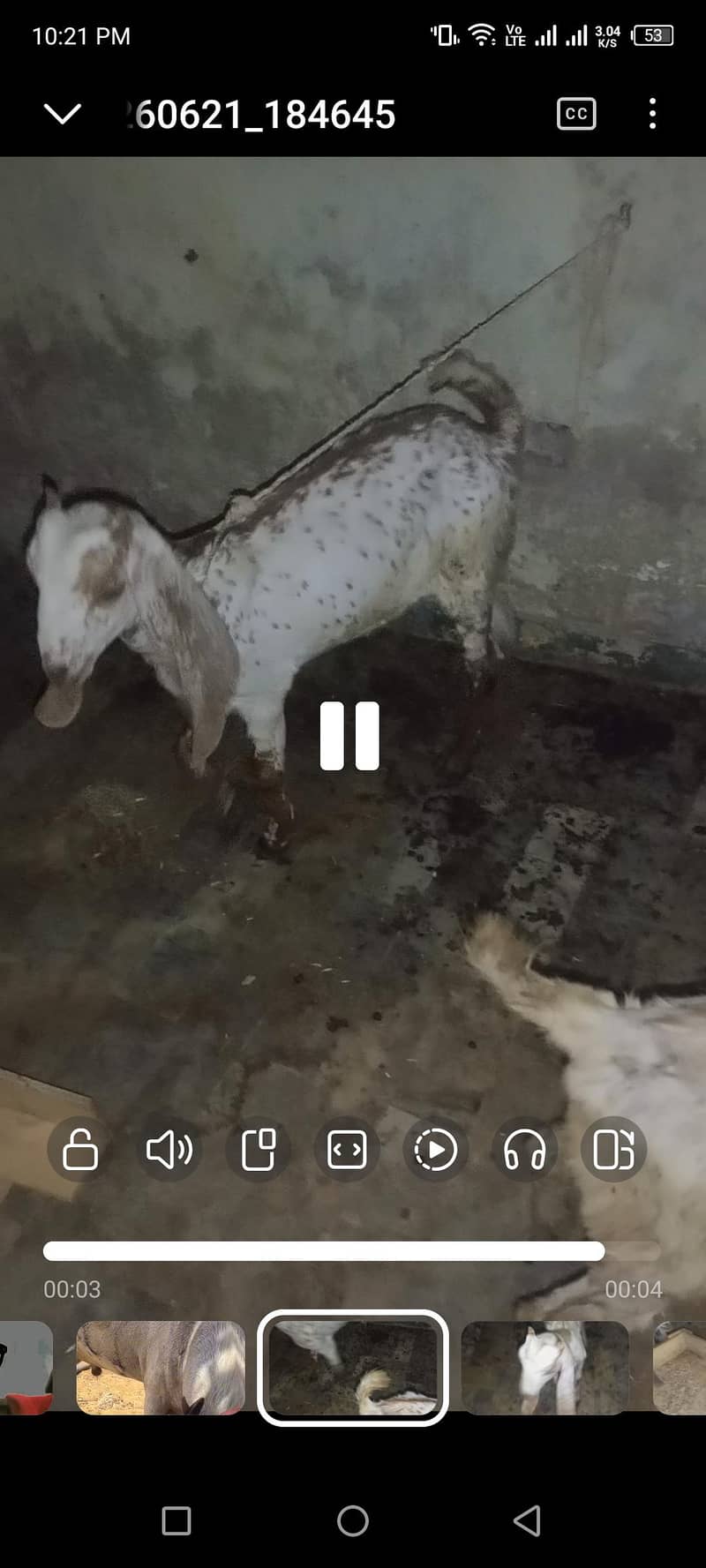 making cheeni breed 3
