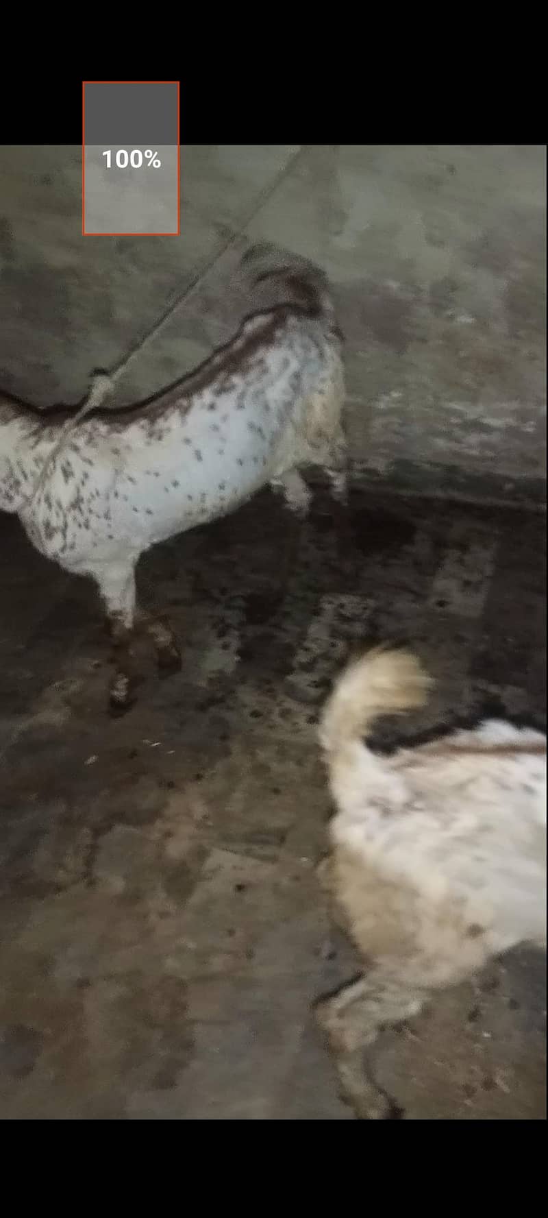 making cheeni breed 4