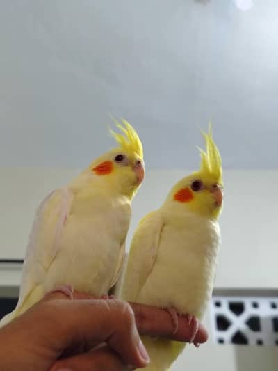 Red eye hand tamed cocktail pathay available for sale