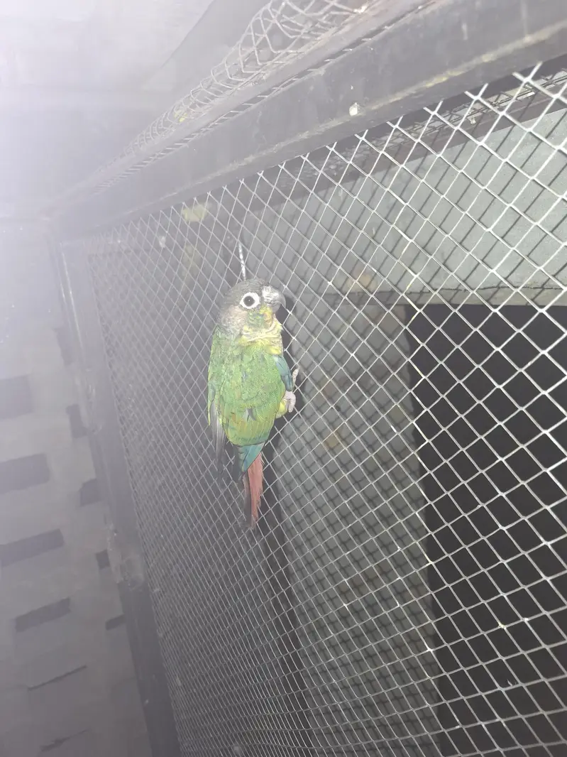 bolna wala tota and pinapple cnore whatsapp 03071458831 — photo 3