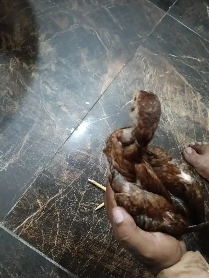 Aseel choza — photo 5
