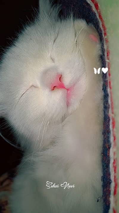 cat for sale