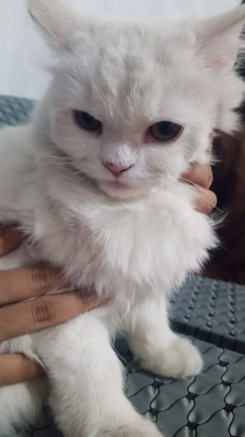 cat for sale — photo 2