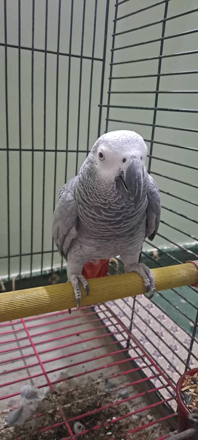 Grey Parrot for Sale with Cage