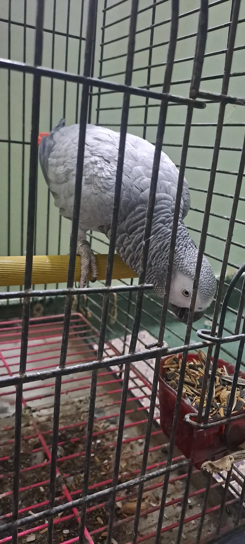 Grey Parrot for Sale with Cage — photo 2