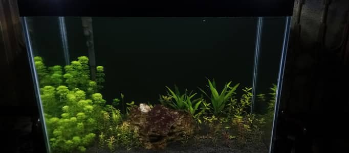 2 feet planted aquarium for sale , new condition