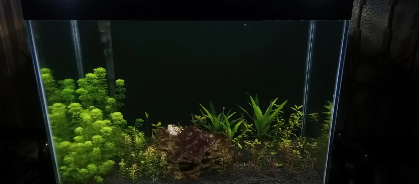 2 feet planted aquarium for sale , new condition