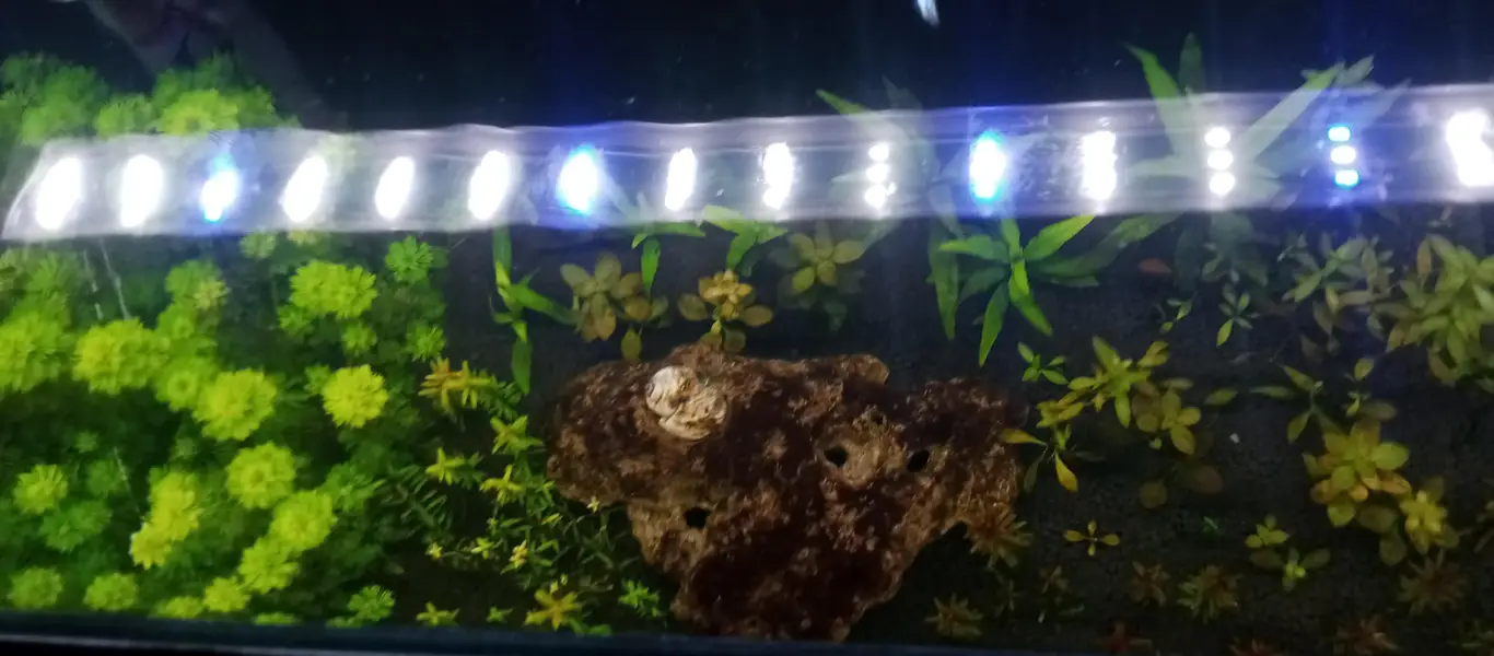 2 feet planted aquarium for sale , new condition — photo 2
