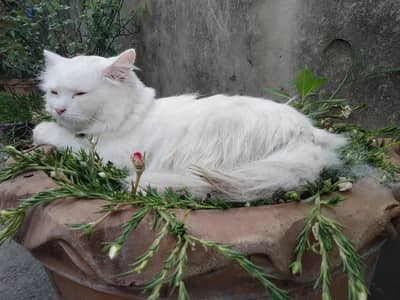 Persian cat female for sale