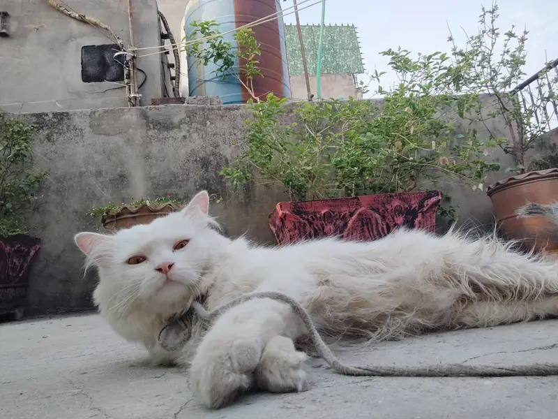 Persian cat female for sale — photo 2