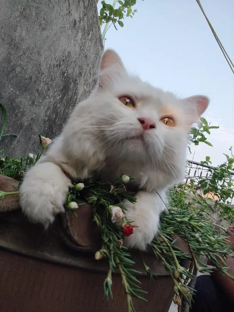 Persian cat female for sale — photo 3