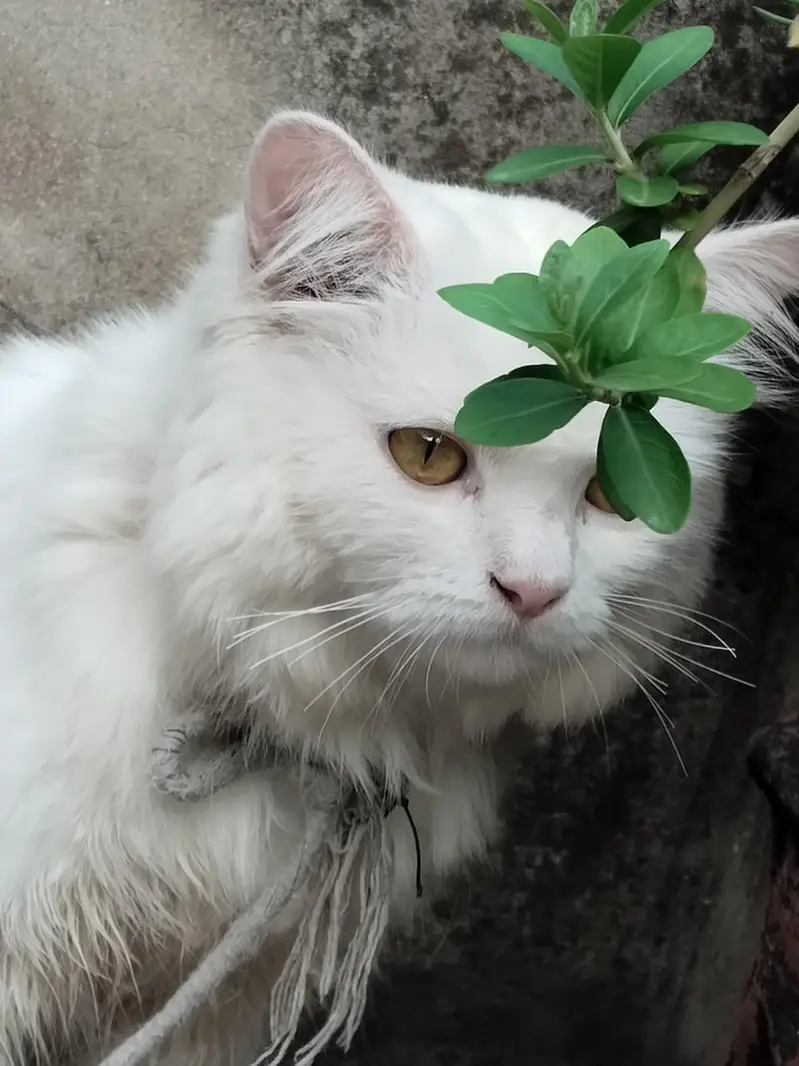 Persian cat female for sale — photo 4