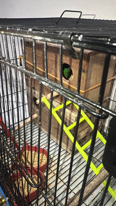 Love bird
