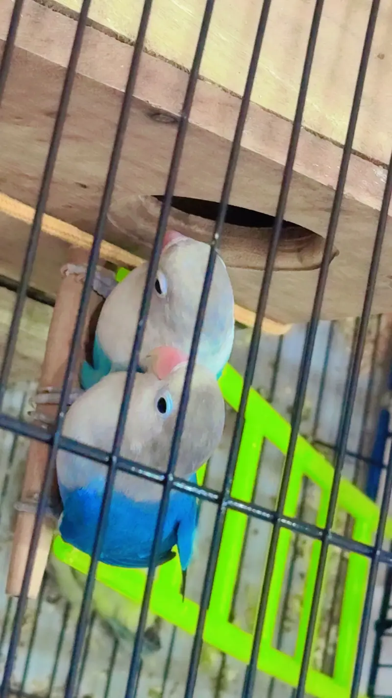 Love bird — photo 2