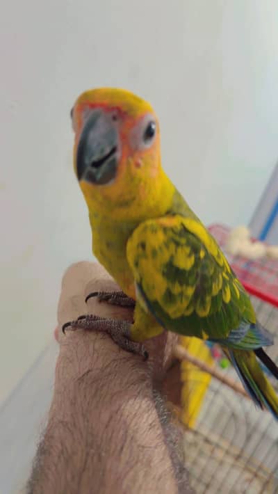Handtame sunconure