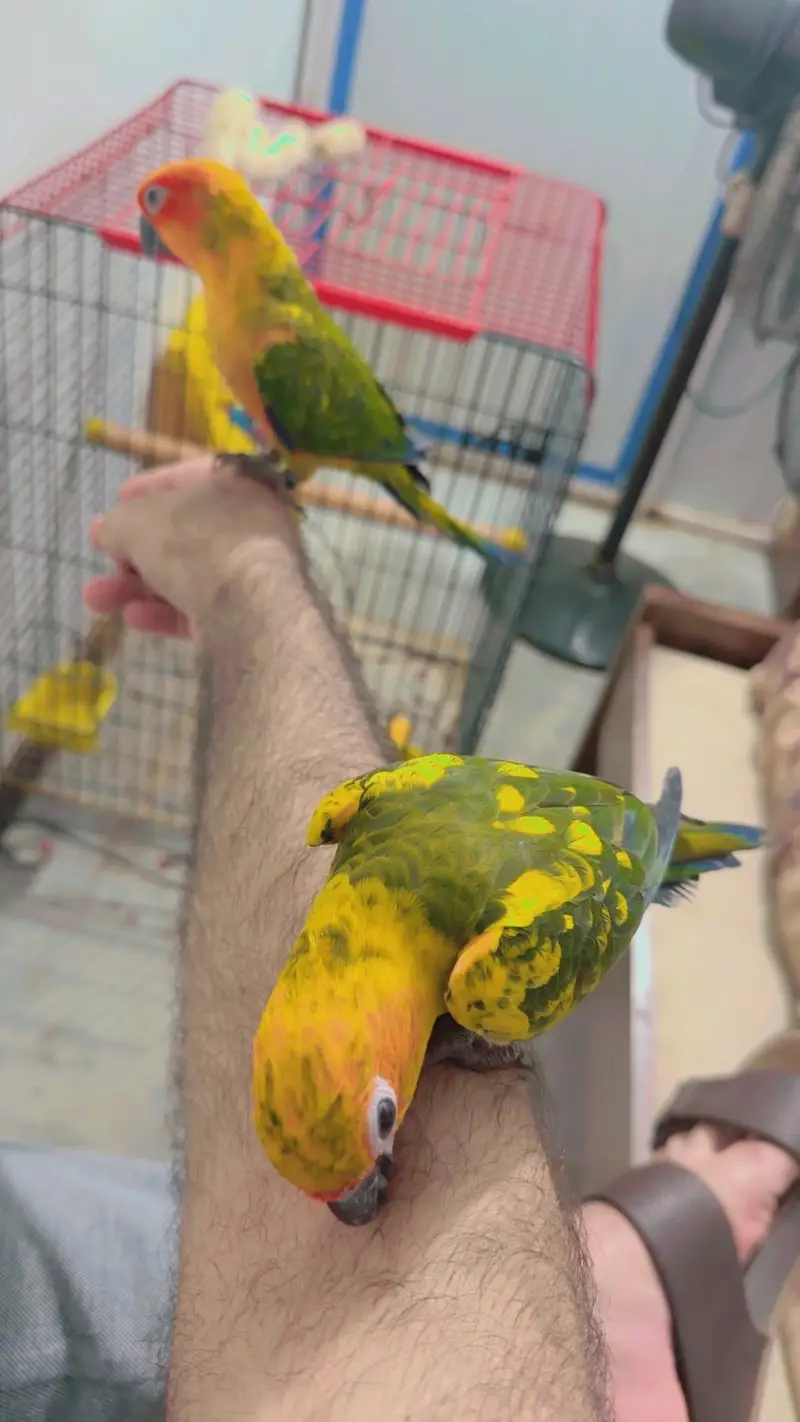 Handtame sunconure — photo 3