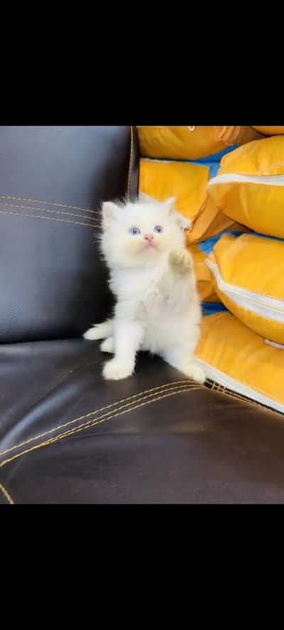 persian cat for sale MywatsapppNumber 0309-37-13-771